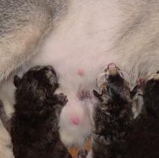 PIERWSZE godziny Obserwacja pierwszych karmień Wkrótce po urodzeniu, matka zaczyna karmić kocięta swoim mlekiem. W tym czasie, wydziela tzw. mleko początkowe zwane siarą.