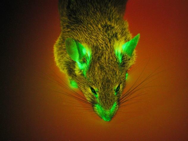 Myszy transgeniczne Wprowadzanie nowych sekwencji do genomu np.
