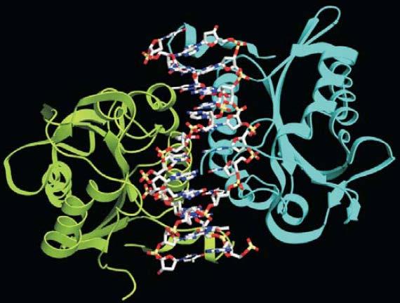 Enzymy restrykcyjne a metylacja DNA Enzymy restrykcyjne (endonukleazy) występują naturalnie u sinic i bakterii.