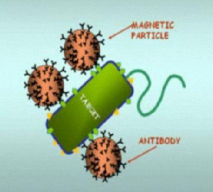 powierzchni bakterii Legionella.