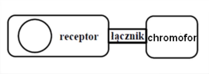 Chromofory i fluorofory Chromofor atom, jon, cząsteczka, grupa funkcyjna lub inne indywiduum chemiczne, w obrębie, którego zachodzą przejścia elektronowe odpowiadające za adsorpcję promieniowania