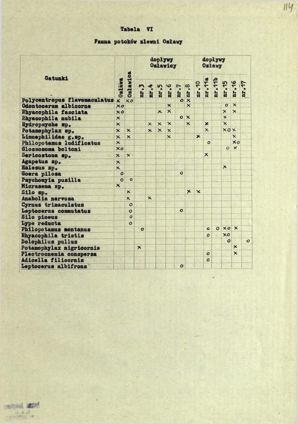Tabela VI Fauna potoków siewni Osławy 0 Gatunki > 1 te «M M U w Ig dopływy Osławicy 1 «1 0 *- K\ 0 & VD c- V u & S ä a a a a dopływy Osławy u O ä a Polycentropus flavomaculatus X xo 0 X Odontocerum