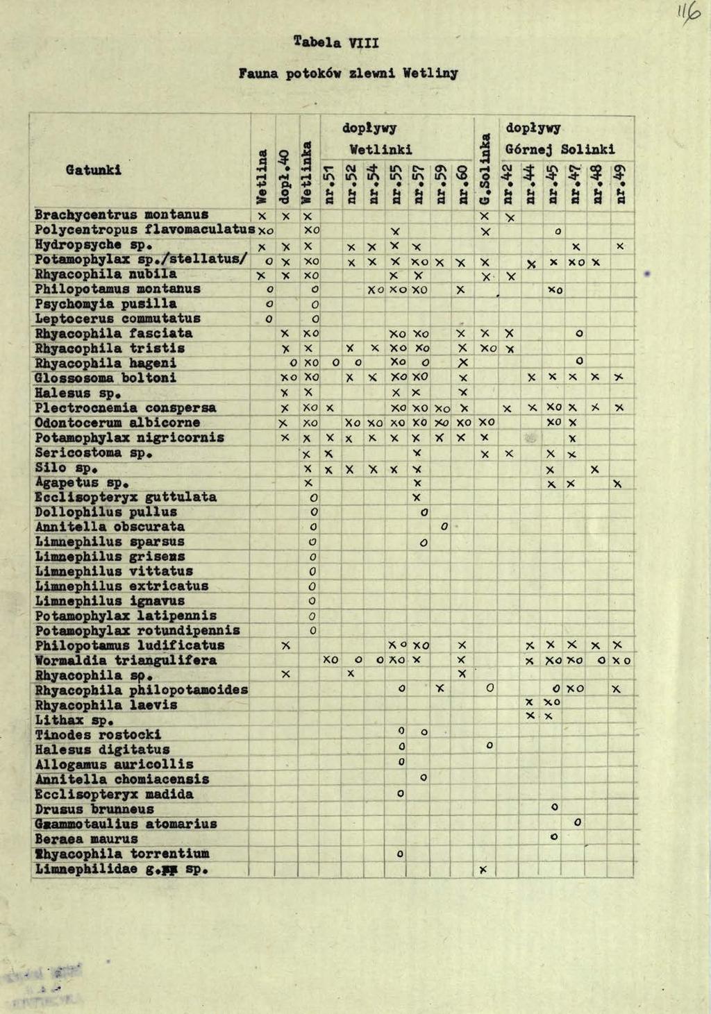 Tabela VIII Fauna potoków zlewni Wetliny Gatunki H H +» dopływy 9 Si Wetlinki -T im O.