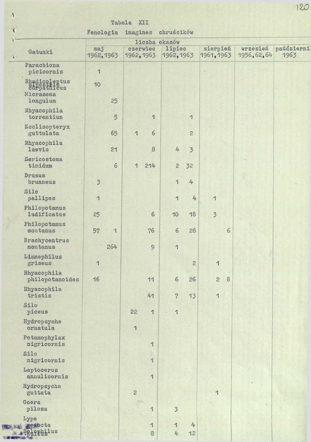 ) V t Gatunki Parachiona picicornis 1 Rhadicoleptus alpestini-s carpatnicus Micrasema longulum Tabela XII Fenologia imagines chruścików maj 196.