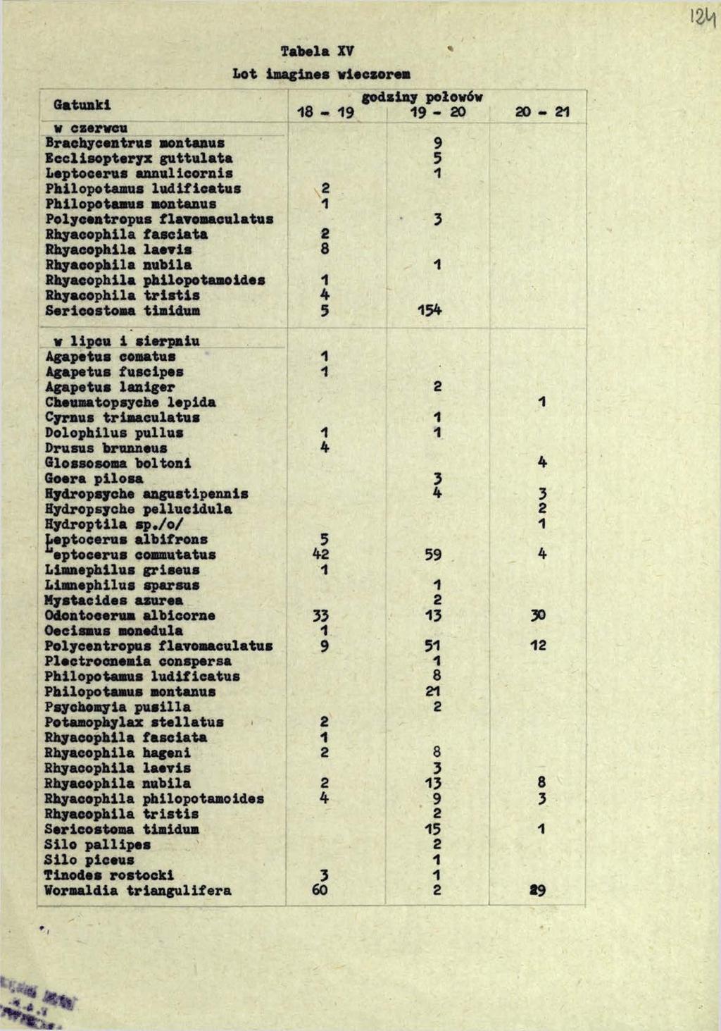 124 Tabela XT * Lot Imagines wieczorem Gatunki w czerwcu Brachycentrus montanus 9 Ecclisopteryx guttulata 5 Leptocerus annulicornis 1 Philopotamus ludificatus 2 Philopotamus montanus 1 Polycentropus