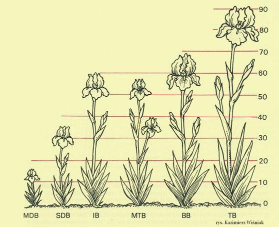 irysy stołowe. 5. BB (Border Bearded) rabatowe piątą grupę stanowią irysy, które można śmiało nazwać zmniejszoną wersją irysów wysokich. Ich wysokość to powyżej 41 cm, ale nie może przekroczyć 70 cm.