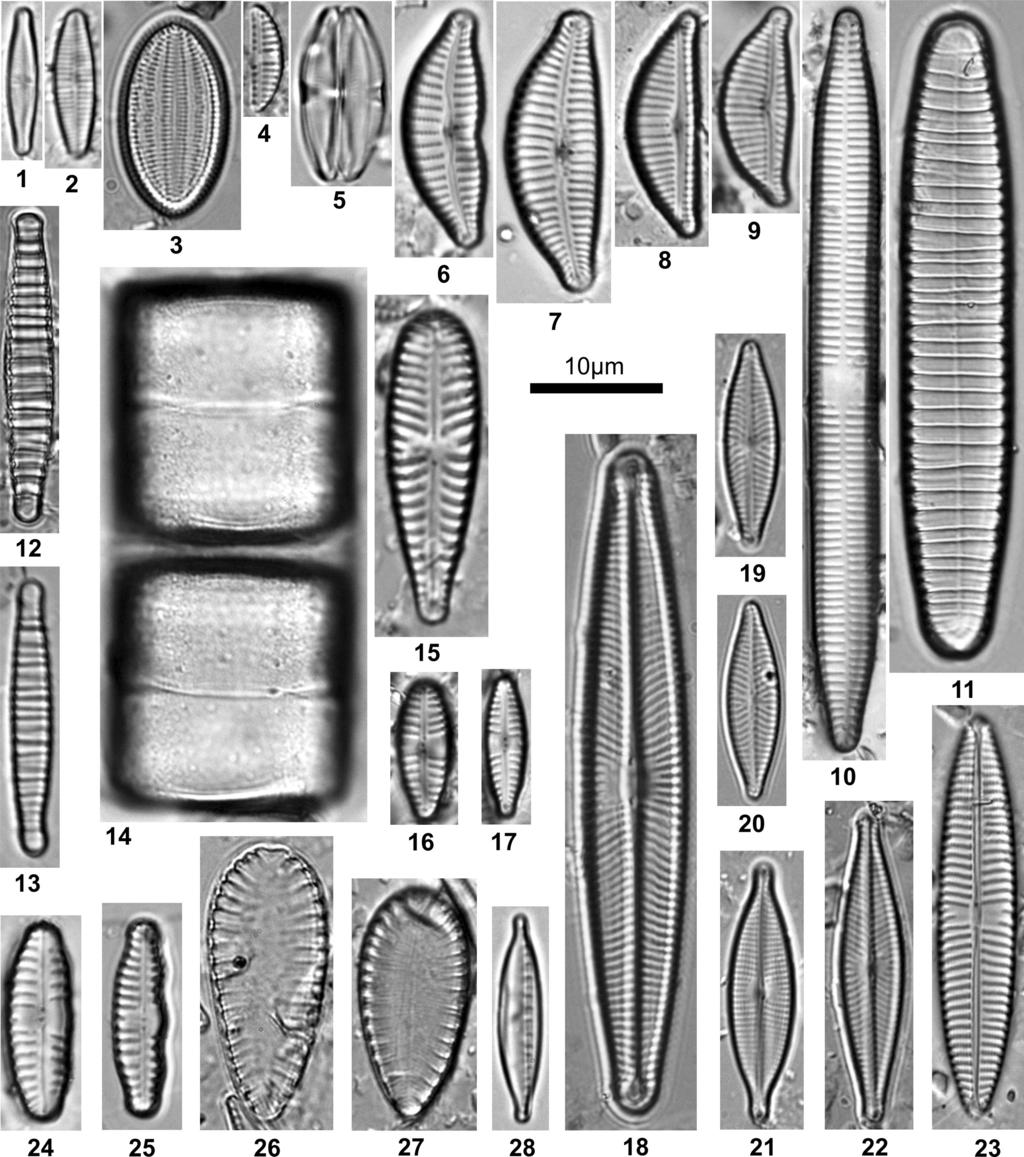 Inżynieria Ekologiczna / Ecological Engineering Vol. 42, 2015 Rys. 2. Taksony najliczniej występujące na badanych stanowiskach; Fig. 2. The most frequent diatom taxa; 1 Achnanthidium minutissimum (Kütz.