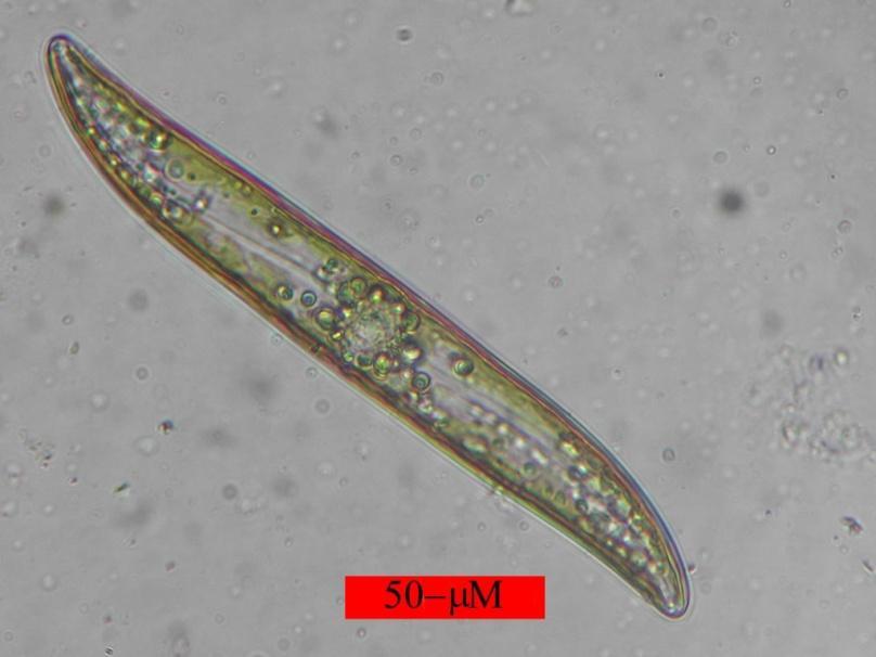 1. Charakterystyka okrzemek Okrzemki należą do gromady Bacillariophyta.