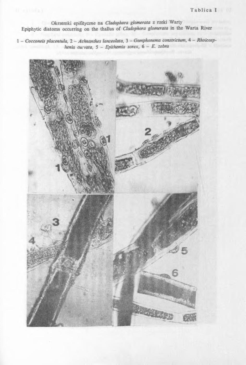 Okrzemki epifityczne na Cladophora glomerata z rzeki Warty Epiphytic diatoms occurring on the thallus of Cladophora glomerata in the W arta