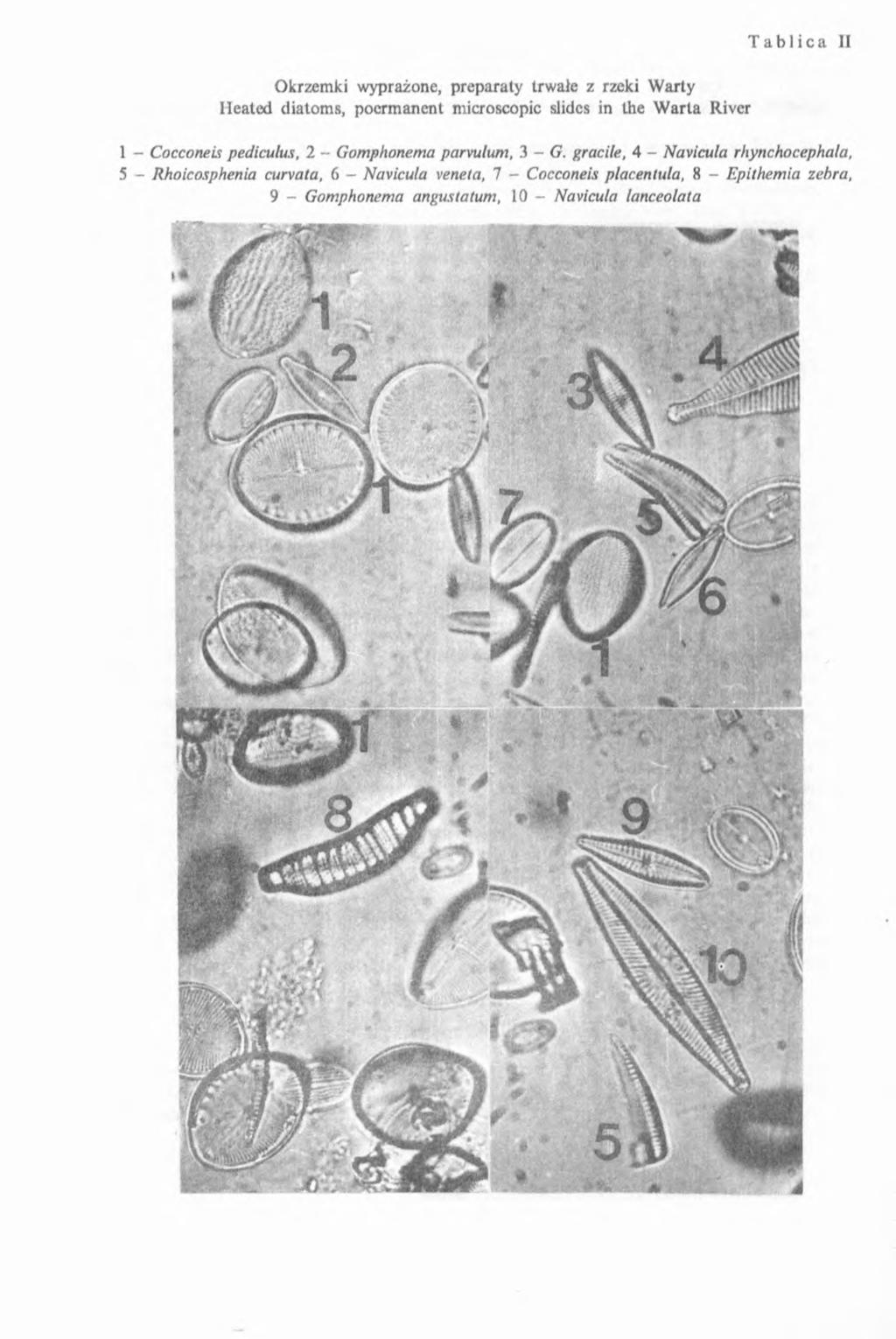 Okrzemki wyprażone, preparaty trwałe z rzeki Warty Heated diatoms, pocrmanent microscopic slides in the W arta River 1 - Cocconeis pediculus, 2 - Gomphonema parvulum, 3 G.