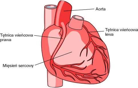 1. Praca serca. Serce jest aktywnie pracującym mięśniem. Kurcząc się około 75 razy na minutę, wykonuje w ciągu doby około 108 tyś. skurczów.