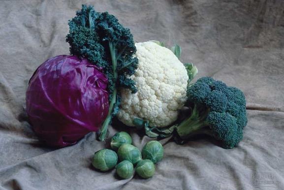 efekty Brassica oleracea var.