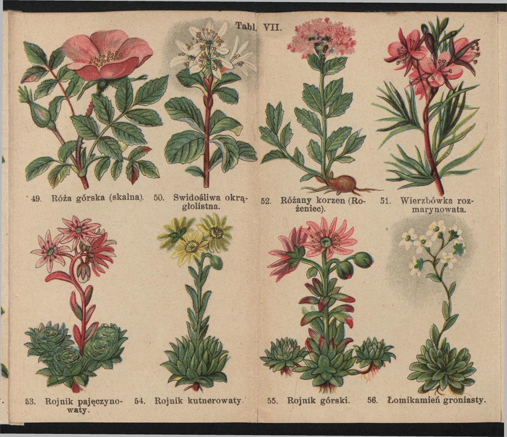 49. Róża górska (skalna). 50. Swidośliwa okrągłolistna. 52. Różany korzeń (Rożeniec). 51.