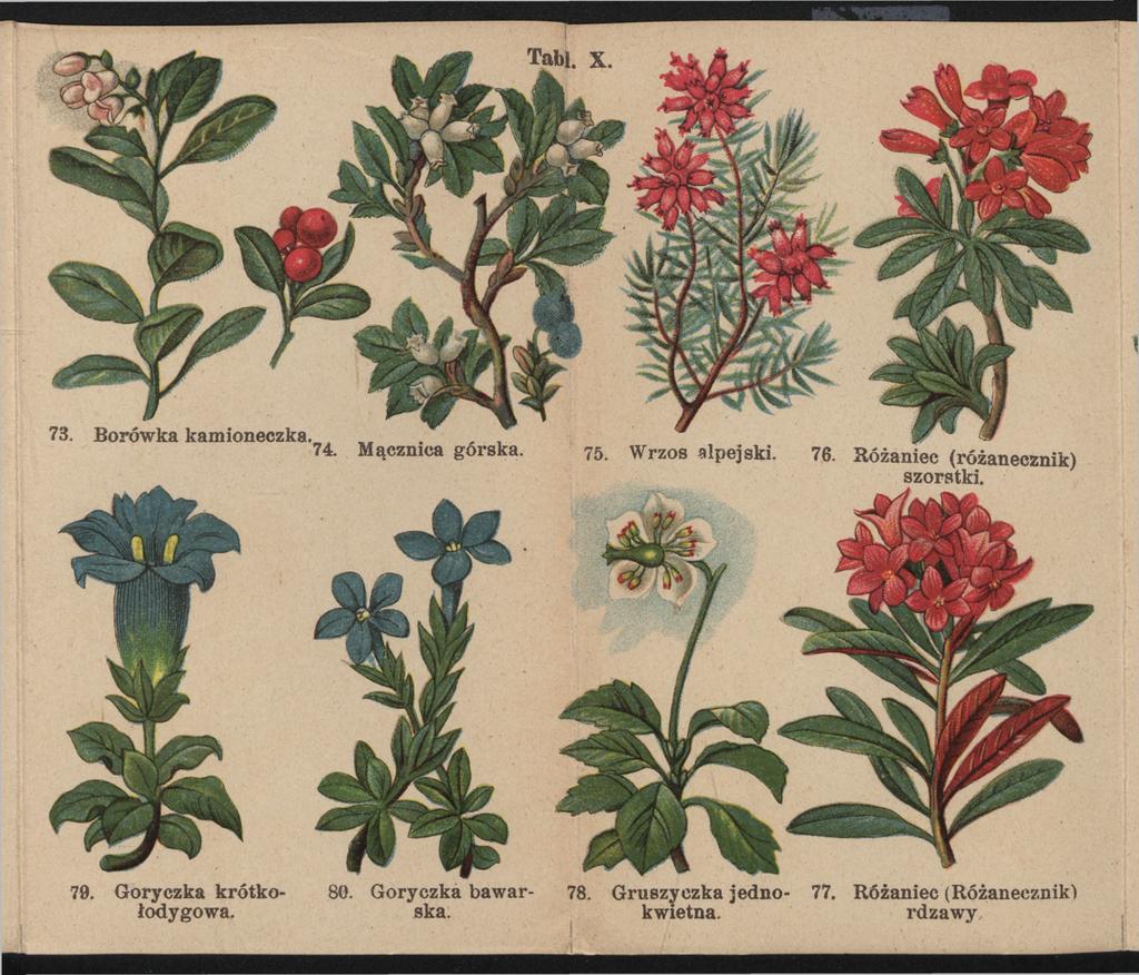 73. Borówka kamioneczka. 74.., Mącznica górska. 7 5. Wrzos alpejski. ^ 76. Różaniec (różanecznik) szorstki. 79.