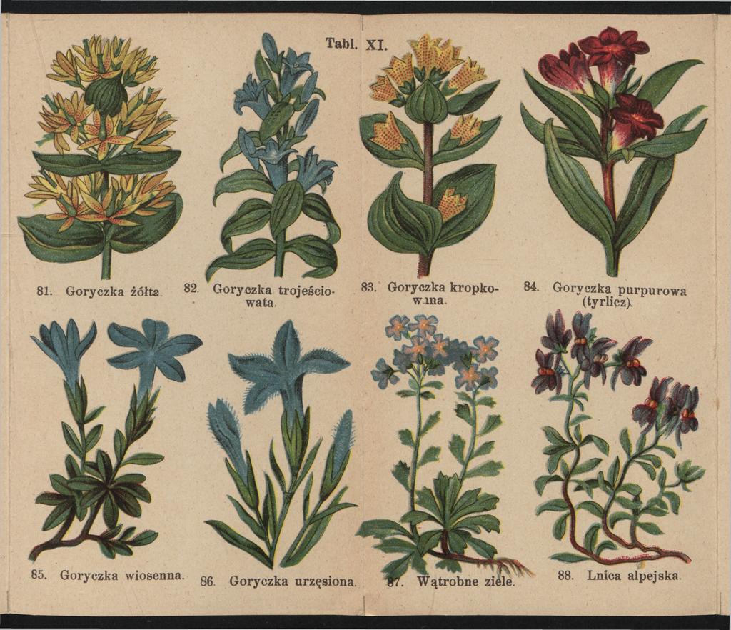 81. Goryczka żółta 82. Goryczka trojeścio wata 83. Goryczka kropkow ma 84.