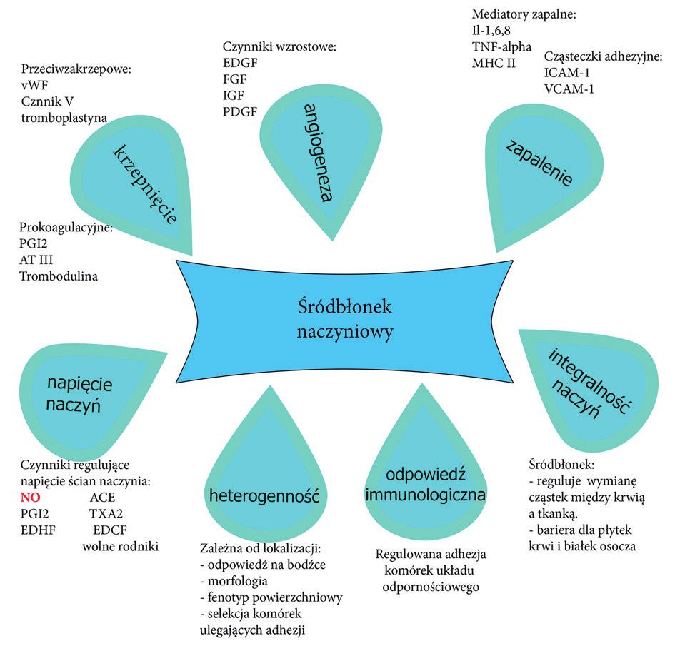 Stres oksydacyjny ma istotne znaczenie w rozwoju wielu chorób sercowo-naczyniowych, stanów zapalnych czy schorzeń neurodegeneracyjnych.