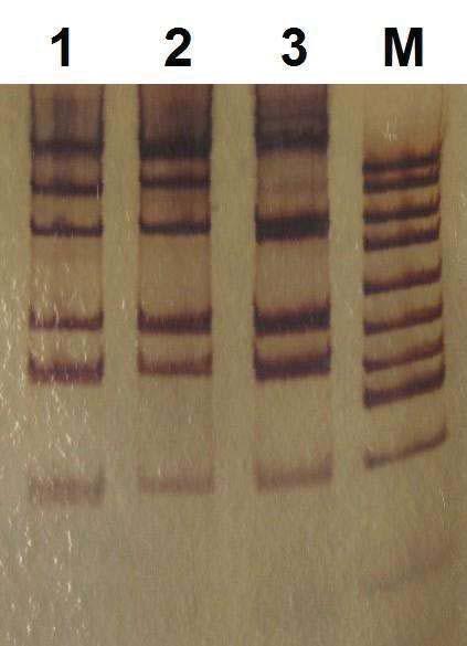 Analiza mikroflory regionalnych serów gołka 35 W ramach pracy zidentyfikowano ponadto metodą PCR-RFLP i sekwencjonowania 166 dominujących w gołkach szczepów LAB.