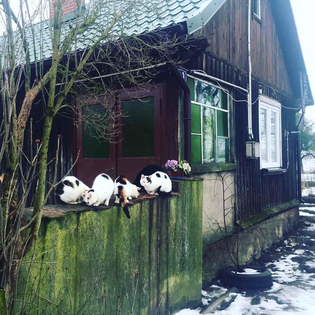 Piwo dolnej fermentacji, w którym główną rolę grają słody, co daje wyraźny, słodowy smak. Końcówka umiarkowanie wytrawna.