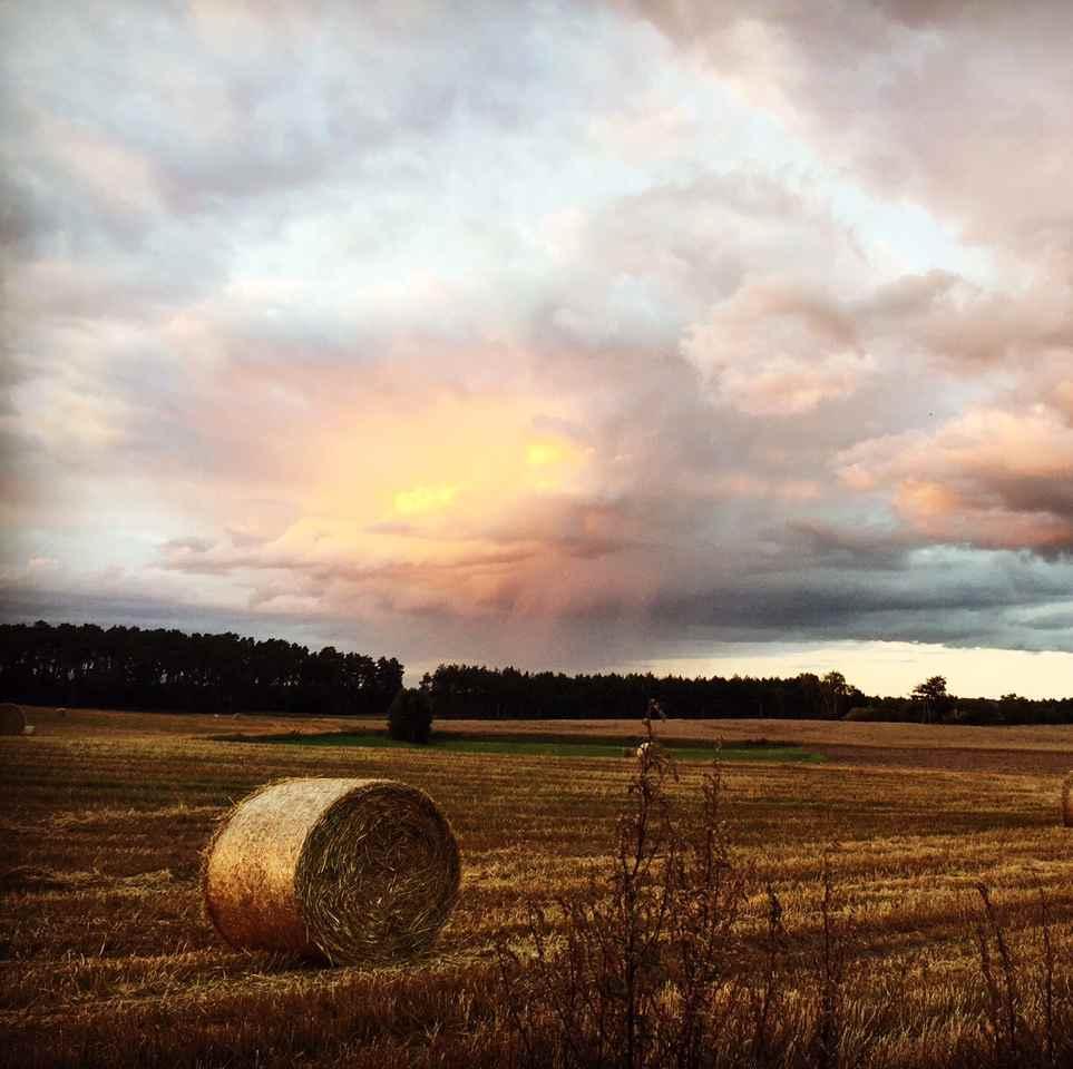 Piwo górnej fermentacji. Jasny, słomkowy kolor, mętne. Nieﬁltrowane, pasteryzowane.