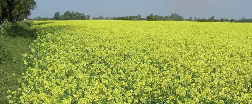 QUARTZ ODMIANA POPULACYJNA Wyciśniesz więcej Plon nasion populacyjnej odmiany QUARTZ w doświadczeniach KWS Agroservice 2015/2016 najwyżej plonująca odmiana populacyjna spośród