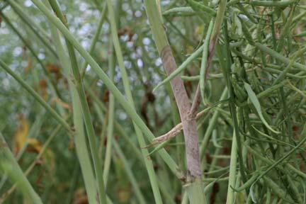 (klasa II-IVb) Porady KWS Agroservice RzepaQ Typowy objaw wystąpienia infekcji Sclerotinia sclerotiorum spp.