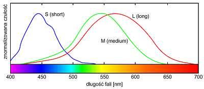 Model ten wynika bezpośrednio z budowy oka ludzkiego, w którym znajdują się pręciki odpowiedzialne za tzw. widzenie zmrokowe (bezbarwne) oraz czopki odpowiedzialne za widzenie barwne.