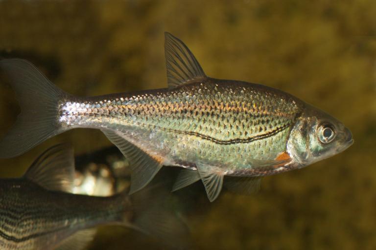 Piekielnica Alburnoides bipunctatus Na omawianym terenie ten zagrożony gatunek ryby został stwierdzony na