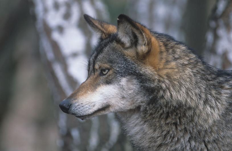 Wilk Canis lupus W 2007 r. na omawianym terenie stwierdzono dwa stałe terytoria, które zamieszkiwało łącznie 9 wilków.