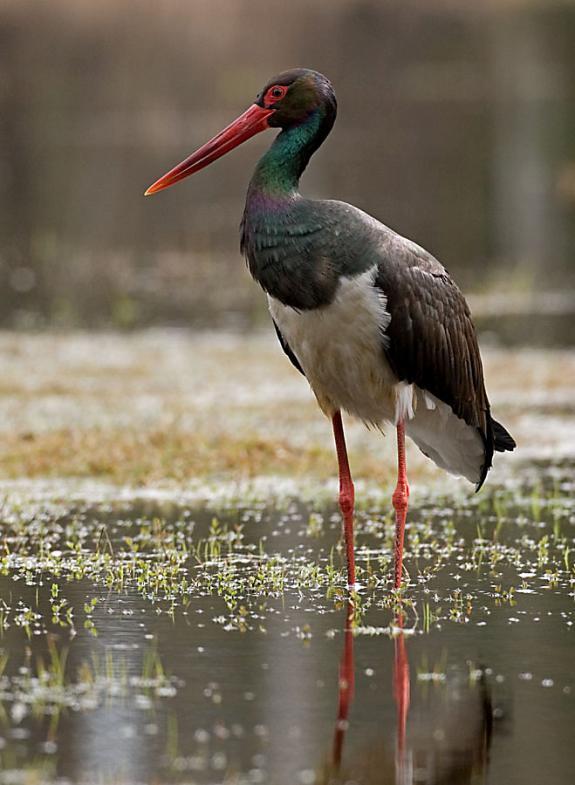 Bocian czarny Ciconia nigra W latach 2008 2009 na terenie Ostoi Warmińskiej liczebność