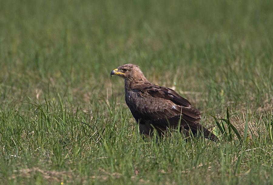 Orlik krzykliwy Aquila