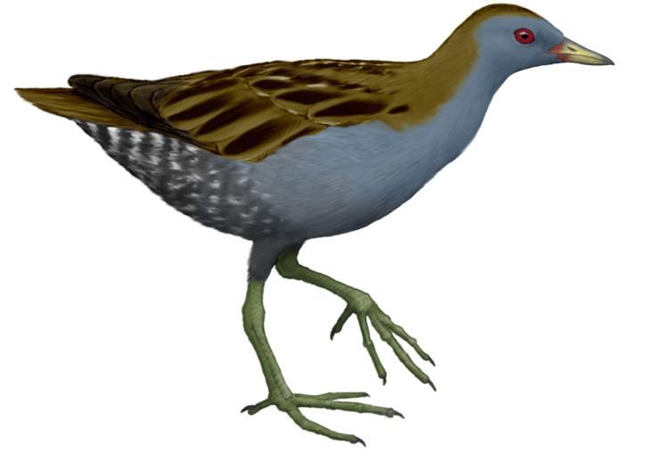 Zielonka Porzana parva Gatunek występuje na terenie Ostoi Warmińskiej, ale jego liczebność nie została dotychczas ustalona.