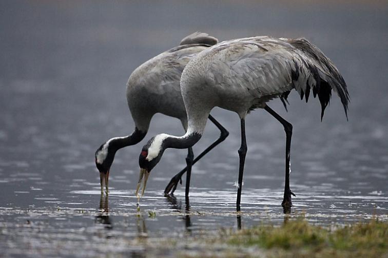 Żuraw Grus grus W latach 2004 2009 liczebność żurawia w Ostoi Warmińskiej