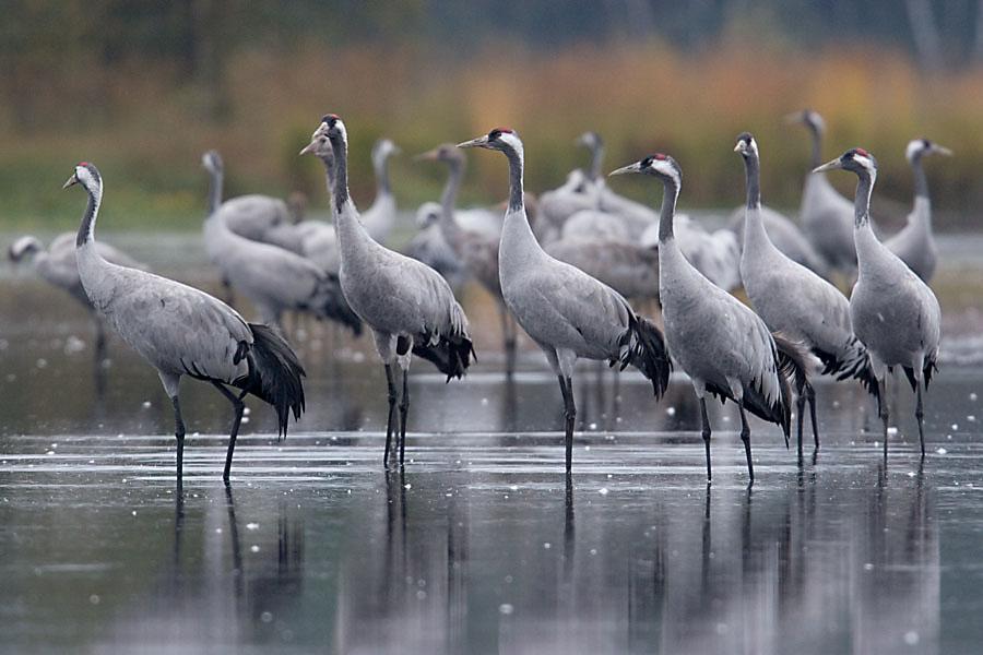 Żuraw Grus grus Fot.