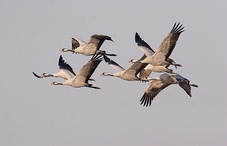 Żuraw Grus grus Fot.