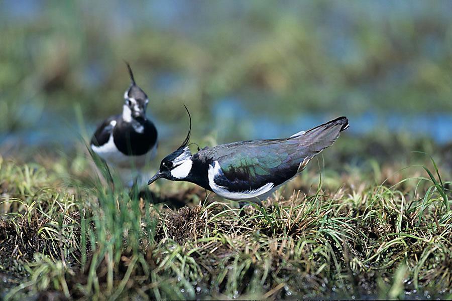 Czajka Venellus