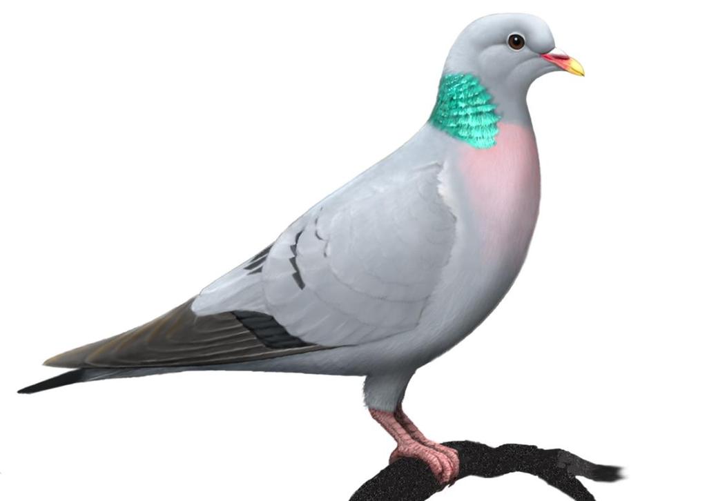 Siniak Columba