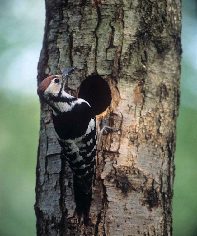 Dzięcioł białogrzbiety Dendrocopos leucotos W latach 1999 2001 w Ostoi Oświn i wschodniej części Ostoi