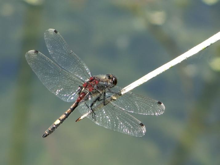 Zalotka większa Leucorrhinia pectoralis W 2007 r.