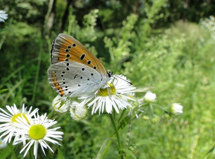 Czerwończyk nieparek Lycaena dispar Inwentaryzacja stanowisk przeprowadzona na omawianym terenie w 2007 r.