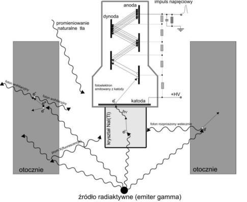 Rysunek 3 Przykładowy schemat oddziaływania kwantów gamma pochodzących od źródła umieszczonego pod detektorem scyntylacyjnym.