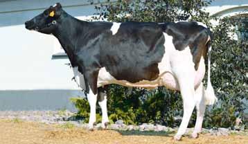 FR3572910159 FR2923917929 Ferguy General data ur. 22.09.2010 Hodowca: import z Francji 120 120 data ur. 05.04.