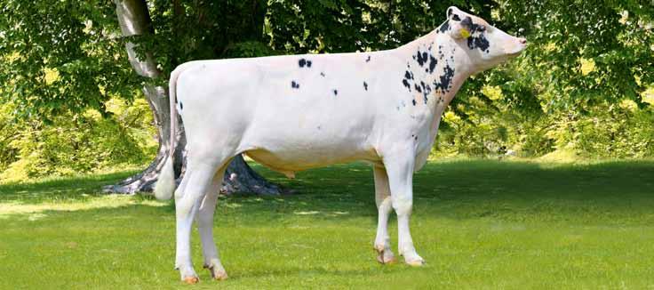 NL719790120 150 Luigi data ur. 16.03.2015 Hodowca: import z Holandii DIAMENTOWA ELITA SUPERSHOT LINDSAY m.