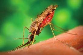 Malaria w tropiku Czy podróżowanie z dziećmi w rejony zagrożone malarią jest bezpieczne?