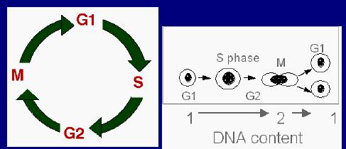 Oznaczanie zawartości DNA DAPI, PI, 7-AAD bezpośrednio łączą się z DNA DAPI (4',6-diamidyno-2-fenyloindol) UV, przenika przez błony żywych i utrwalonych komórek, 358 nm/461 nm PI 535 nm/617 nm,