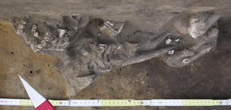Fig. 18. Grave 2 MC skeleton, a depth of 70 cm Ryc. 18. Grób 2 MC szkielet, głębokość 70 cm Fig.