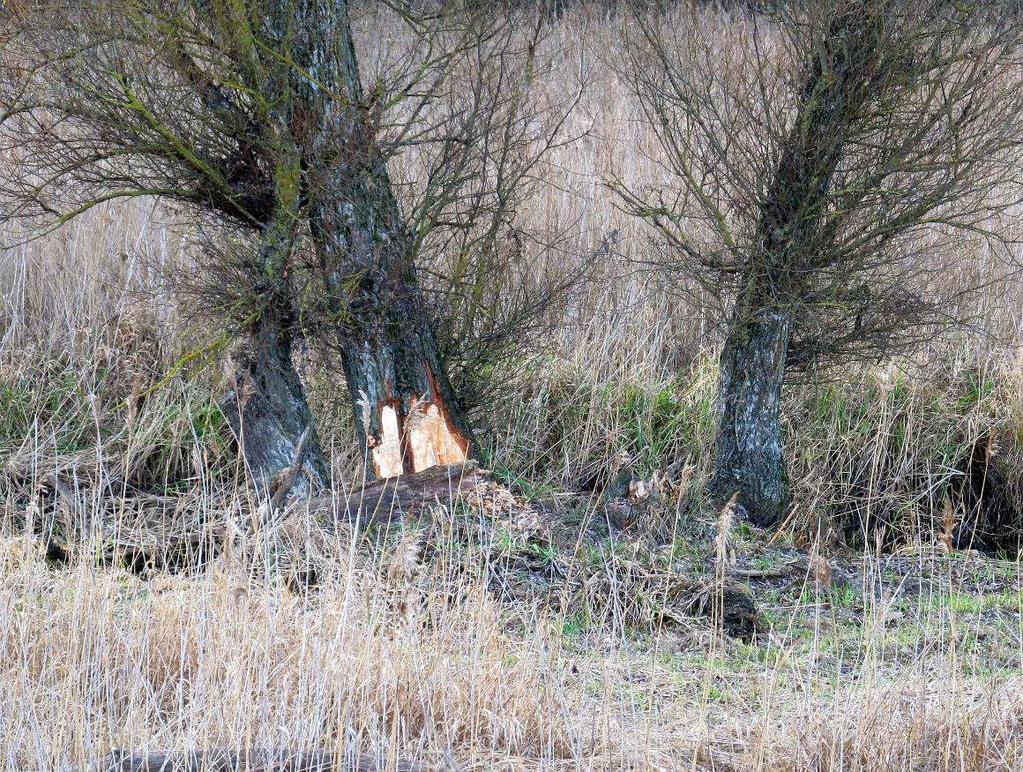 wodna i namuły k. mostu na drodze krajowej nr 16, fot. P.