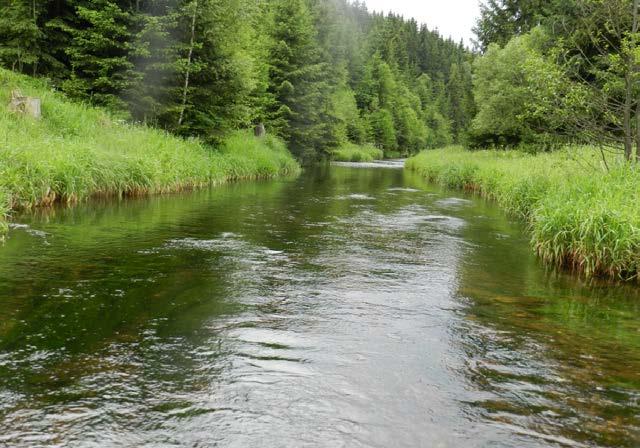 1. Electrofishing in site 1, below nature reserve Topielisko pod Zieleńcem (photo A. Witkowski). Fot. 2.