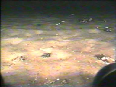 Telewizja podwodna została wykorzystana do bezpośredniej obserwacji i filmowania siedlisk bentosowych w Zatoce Puckiej.