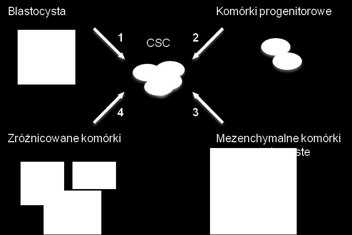 Zdolność do samoodnowy (wysoce regulowany proces w normalnych komórkach macierzystych, zmieniona regulacja w CSC) Zdolność do różnicowania (normalne komórki macierzyste różnicują się do dojrzałych