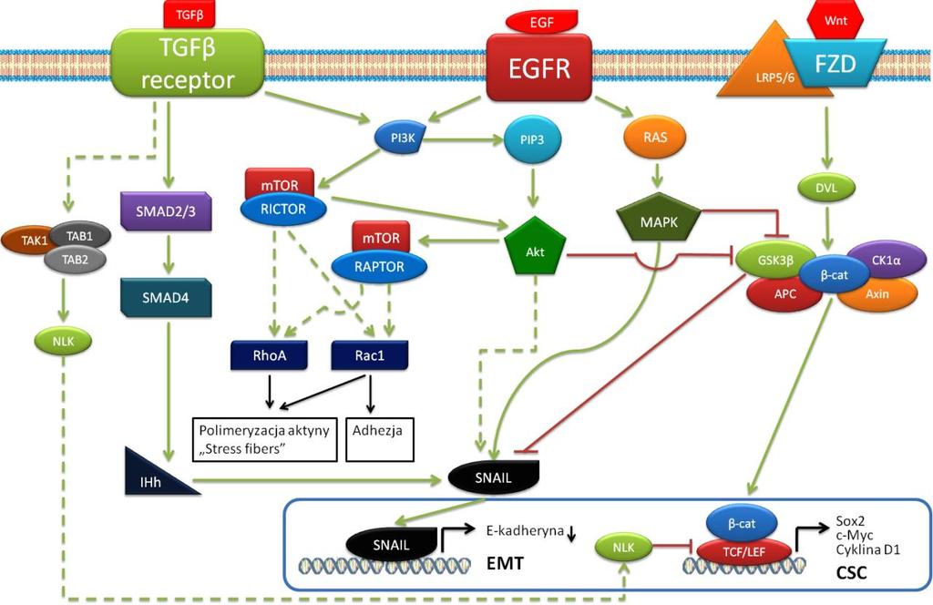 Komórkowe szlaki przekazywania sygnału często oddziaływają ze sobą modulując swoje działanie. Rysunek 3 przedstawia potencjalne interakcje między szlakami TGF-β Wnt/β-katenia EGF Akt/mTOR.